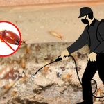 The Importance of Professional Pest Control Management