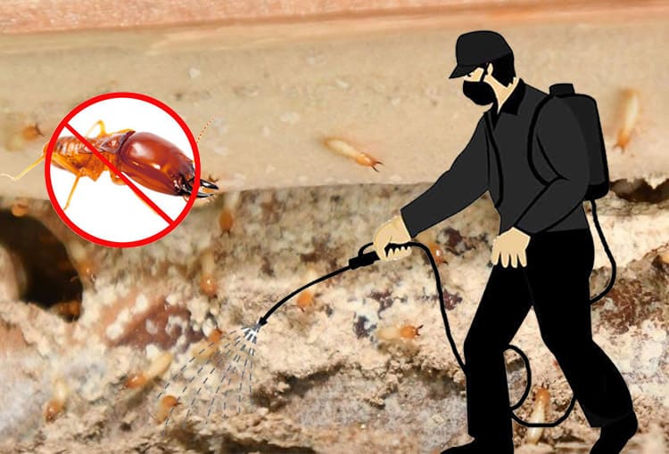 The Importance of Professional Pest Control Management