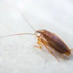 Sydney's Best Cockroach Pest Control