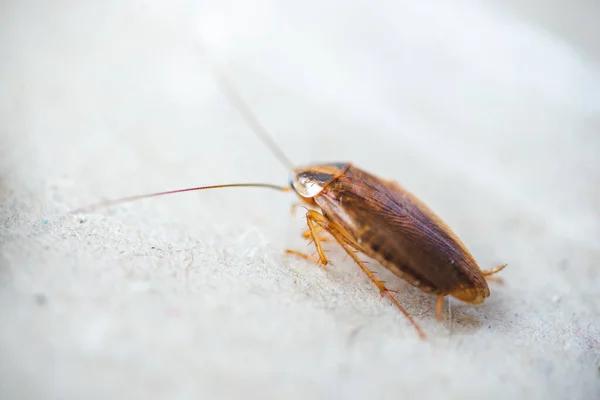 Sydney’s Best Cockroach Pest Control