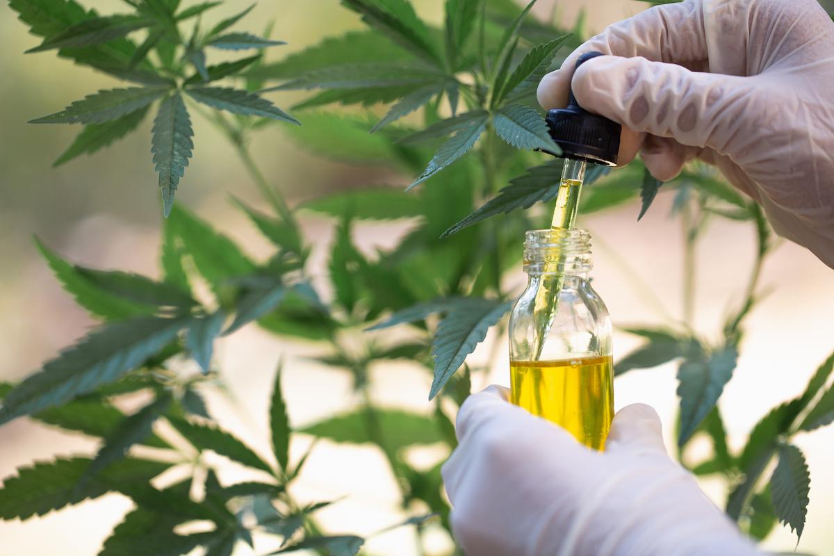 CBD Oil A New Frontier in Natural Health and Wellness Solutions