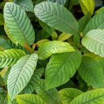 Premium Green Vein Kratom: Discover the Most Effective Strains Available