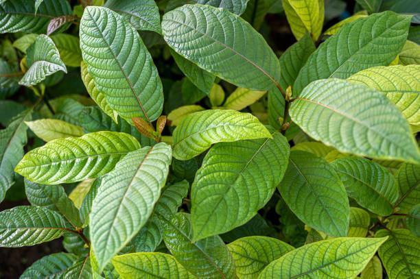 Premium Green Vein Kratom: Discover the Most Effective Strains Available